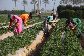 EGYPT-QALYUBIA-STRAWBERRY-HARVEST
