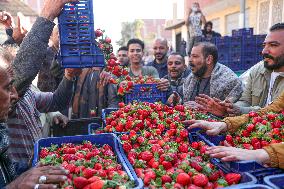 EGYPT-QALYUBIA-STRAWBERRY-HARVEST