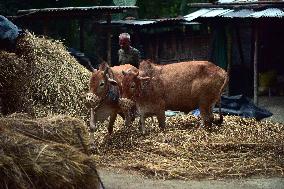 Daily Life In India