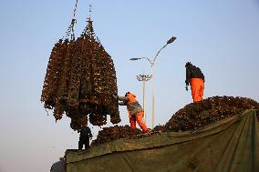 Pacific Oyster Harvest in Lianyungang