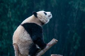 Pandas Play at Chongqing Zoo