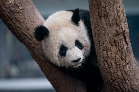 Pandas Play at Chongqing Zoo