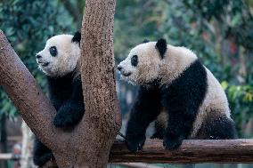 Pandas Play at Chongqing Zoo