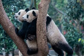 Pandas Play at Chongqing Zoo