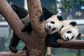 Pandas Play at Chongqing Zoo