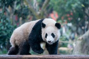 Pandas Play at Chongqing Zoo