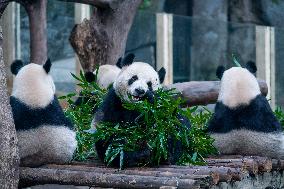 Pandas Play at Chongqing Zoo