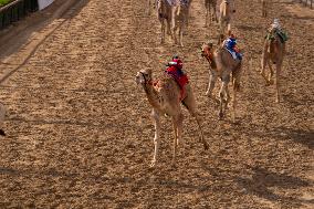 Dubai Royal Camel Racing