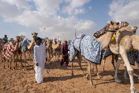 Dubai Royal Camel Racing