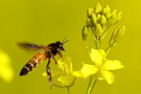Bee Collecting Nectar In A Mustard Flower In Ajmer