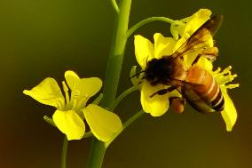 Bee Collecting Nectar In A Mustard Flower In Ajmer