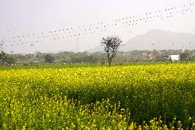Mustard Fields - India