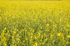 Mustard Fields - India