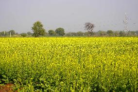 Mustard Fields - India