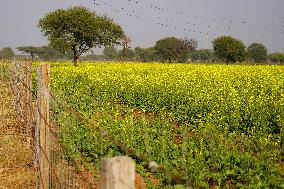 Mustard Fields - India