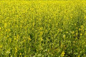 Mustard Fields - India