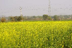 Mustard Fields - India