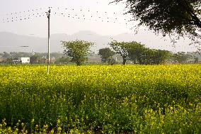 Mustard Fields - India