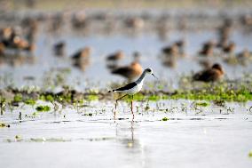 INDIA-ASSAM-MORIGAON-WILDLIFE