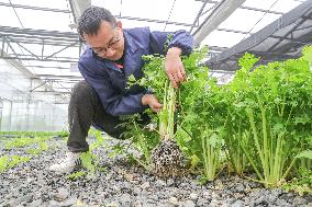 A Smart Agricultural Plant in Huzhou