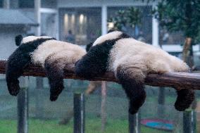 Giant Panda in Chongqing Zoo