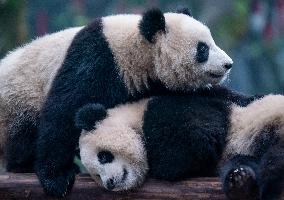 Giant Panda in Chongqing Zoo