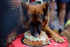 Arkadas, The Rescue Dog Donated To Mexico By Turkey, Celebrates His First Birthday