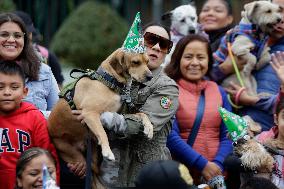 Arkadas, The Rescue Dog Donated To Mexico By Turkey, Celebrates His First Birthday