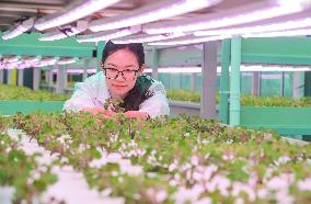 A Smart Agricultural Plant in Huzhou