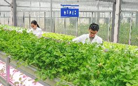 A Smart Agricultural Plant in Huzhou