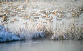 Ruddy Shelduck