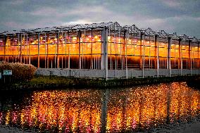 Greenhouses With LED Lamps - Netherlands