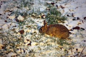 Wild Rabbit Searches For Food After Snow Fell In Toronto