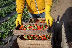 Strawberry Harvest In Al-Deir Village, Qalyubia Governorate, Egypt