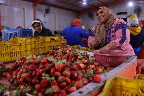 Strawberry Harvest In Al-Deir Village, Qalyubia Governorate, Egypt