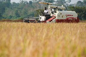 COTE D'IVOIRE-DIVO-CHINESE EXPERTS-PADDY RICE HARVEST