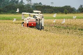 COTE D'IVOIRE-DIVO-CHINESE EXPERTS-PADDY RICE HARVEST