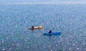 Pearl Oysters Farming in Suqian