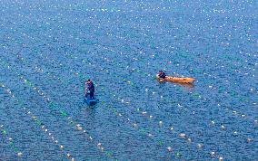 Pearl Oysters Farming in Suqian