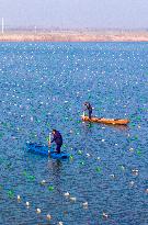 Pearl Oysters Farming in Suqian