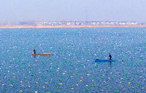 Pearl Oysters Farming in Suqian