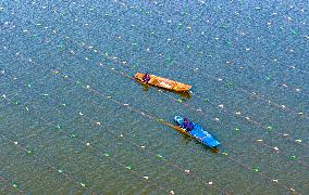 Pearl Oysters Farming in Suqian