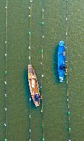 Pearl Oysters Farming in Suqian