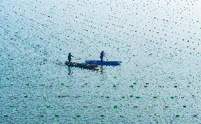 Pearl Oysters Farming in Suqian