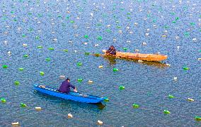 Pearl Oysters Farming in Suqian