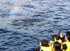 Whale watching tour off southwestern Japan