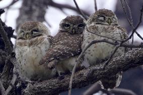 An Owls Is Sleeping On A Tree - Ajmer