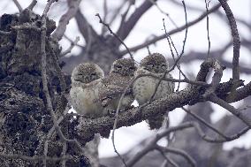 An Owls Is Sleeping On A Tree - Ajmer