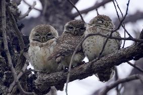 An Owls Is Sleeping On A Tree - Ajmer