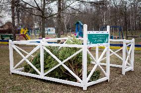 Christmas tree collection point in Kyiv